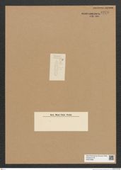 Diatomeae indet. Zeichnungen Sammlung Grunow Nr. 6278 (NHMW-BOT-W0374888)